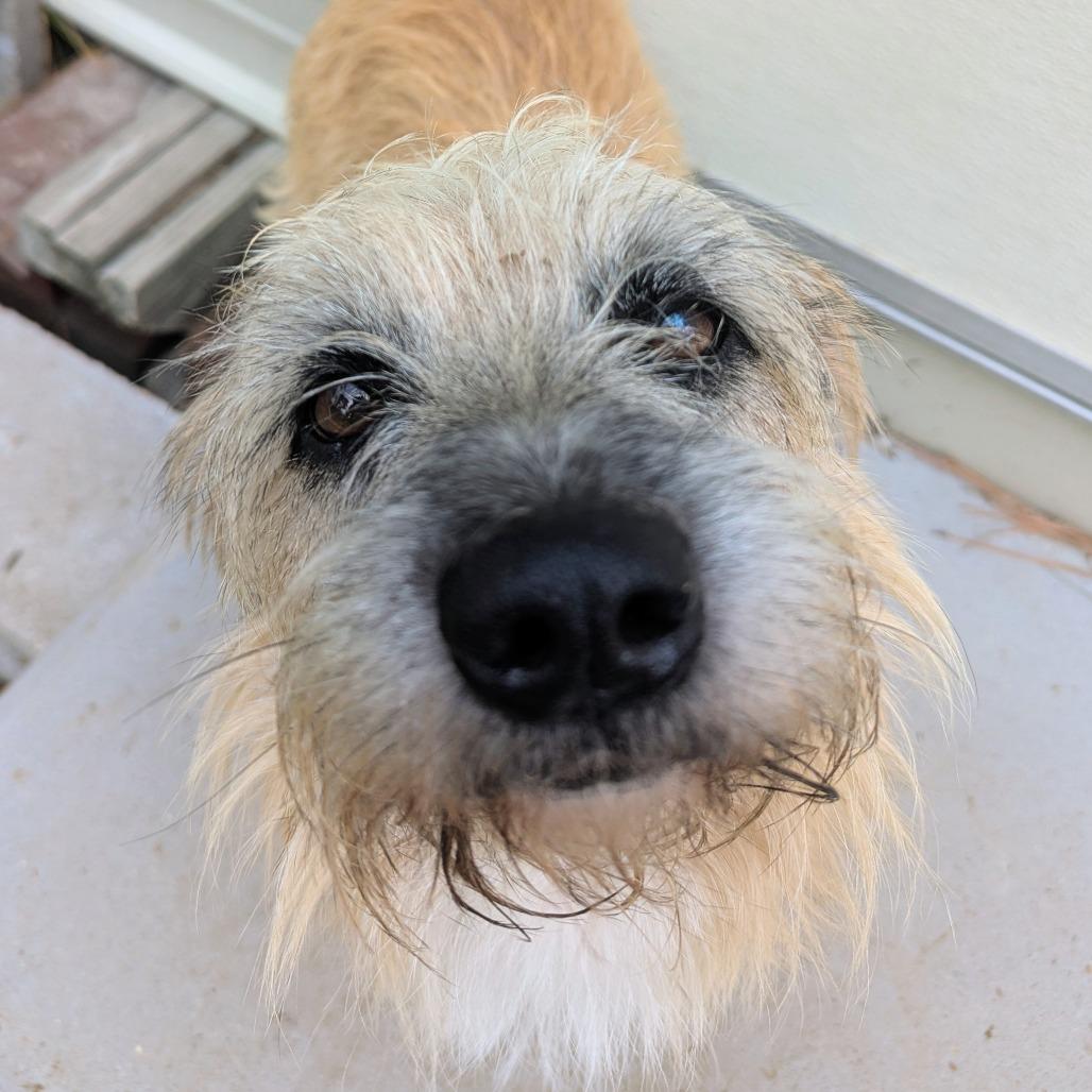 Spy, a Adoptable Cairn Terrier in Houston, TX image 5/5