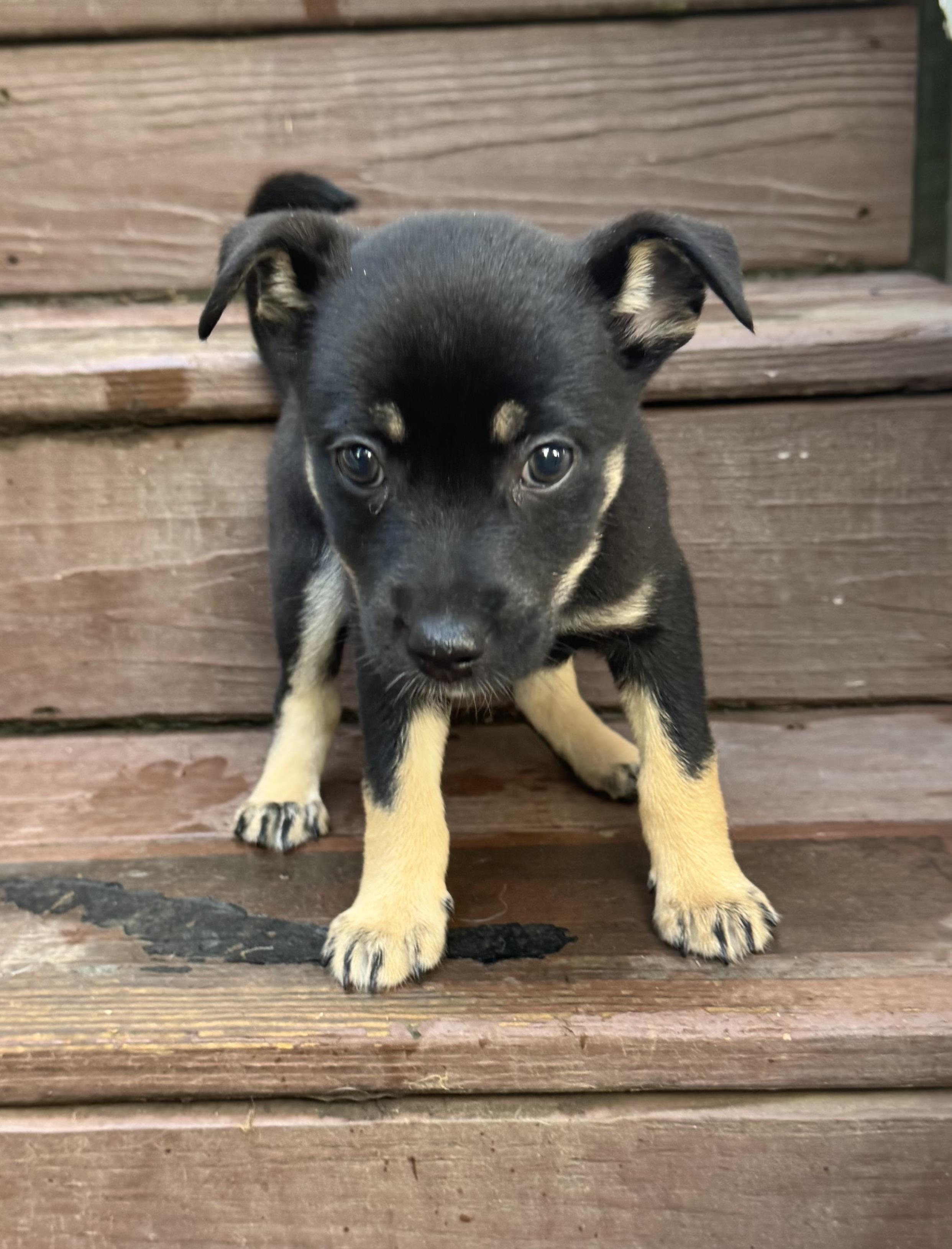 Enlarge Maddison "Maddie", a Adopted mixed breed in Gainesville, VA image 5/6