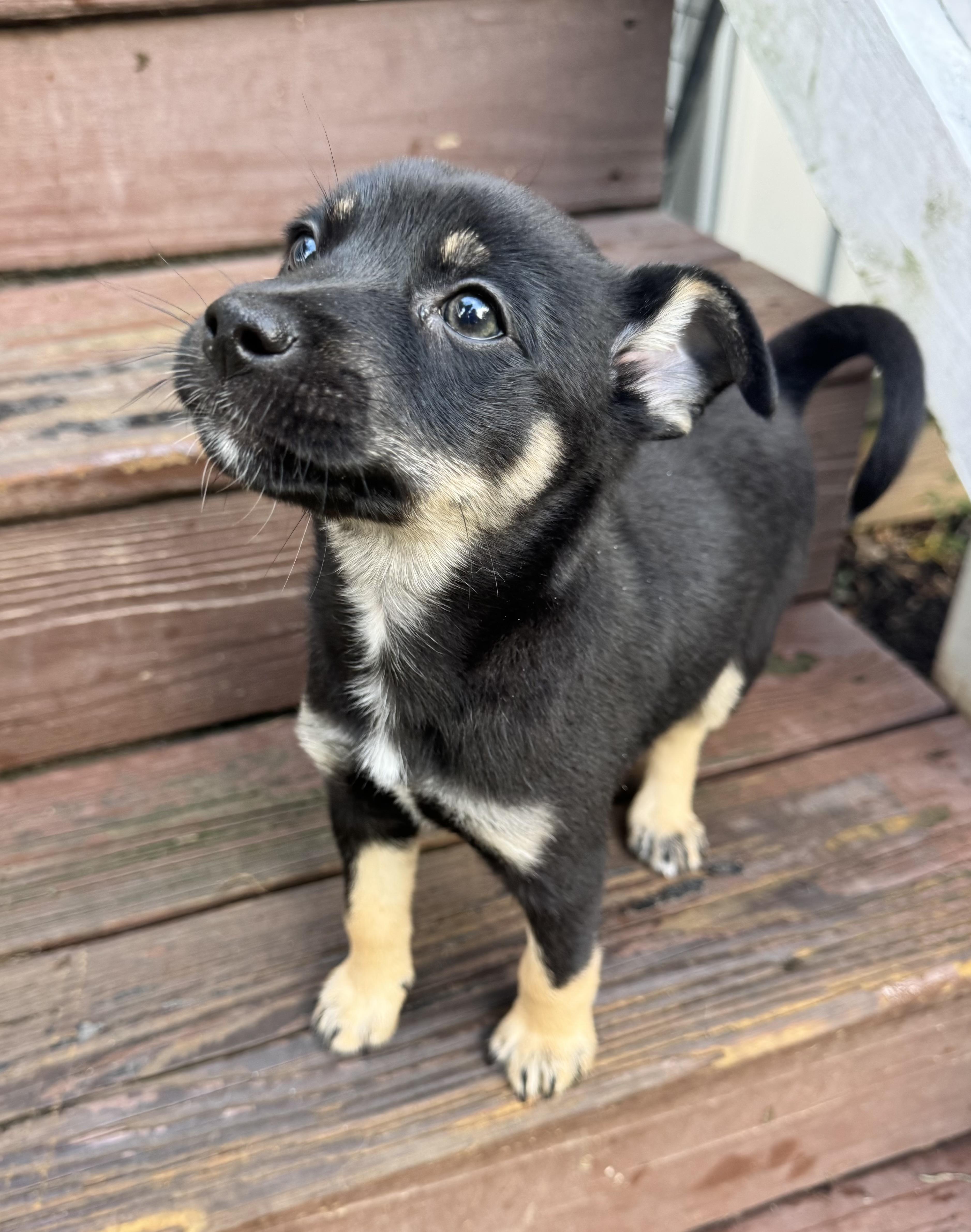 Enlarge Maddison "Maddie", a Adopted mixed breed in Gainesville, VA image 6/6