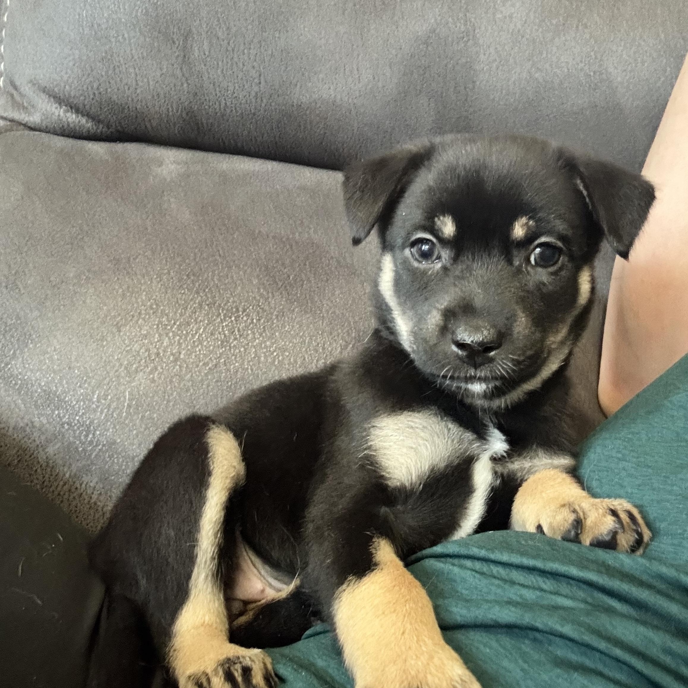 Enlarge Maddison "Maddie", a Adopted mixed breed in Gainesville, VA image 2/6