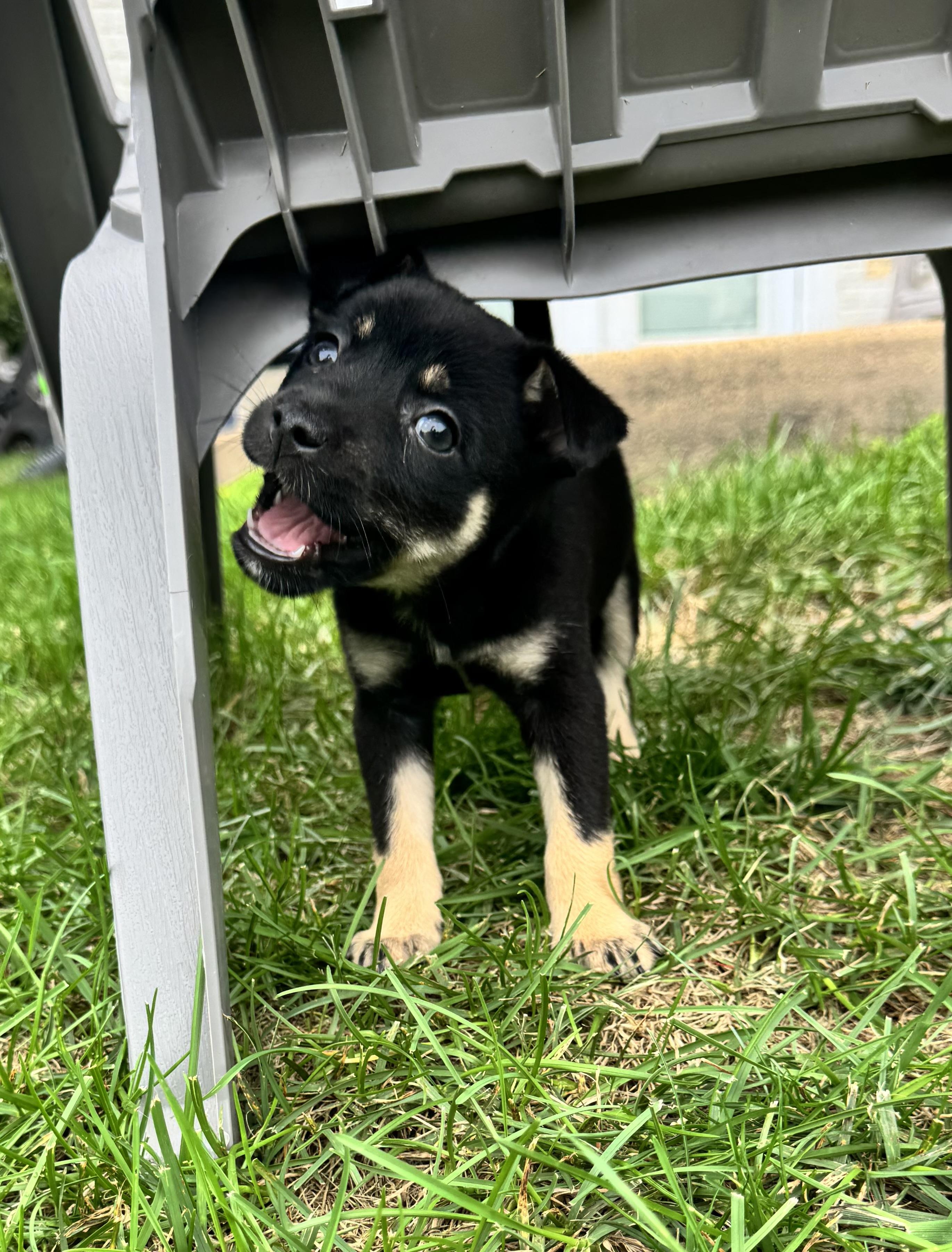 Enlarge Maddison "Maddie", a Adopted mixed breed in Gainesville, VA image 3/6