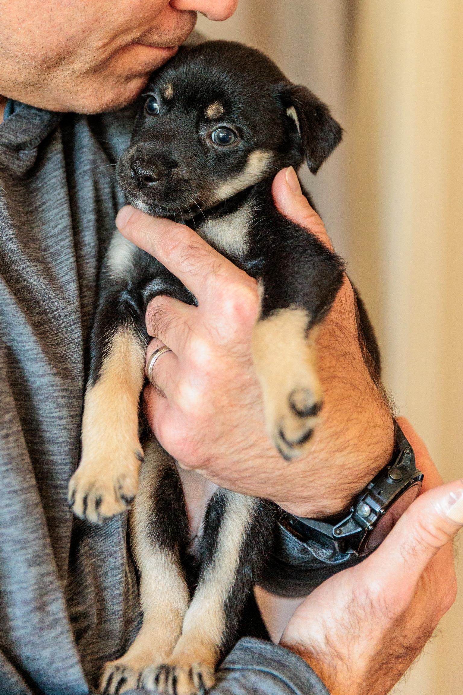 Enlarge Maddison "Maddie", a Adopted mixed breed in Gainesville, VA image 1/6