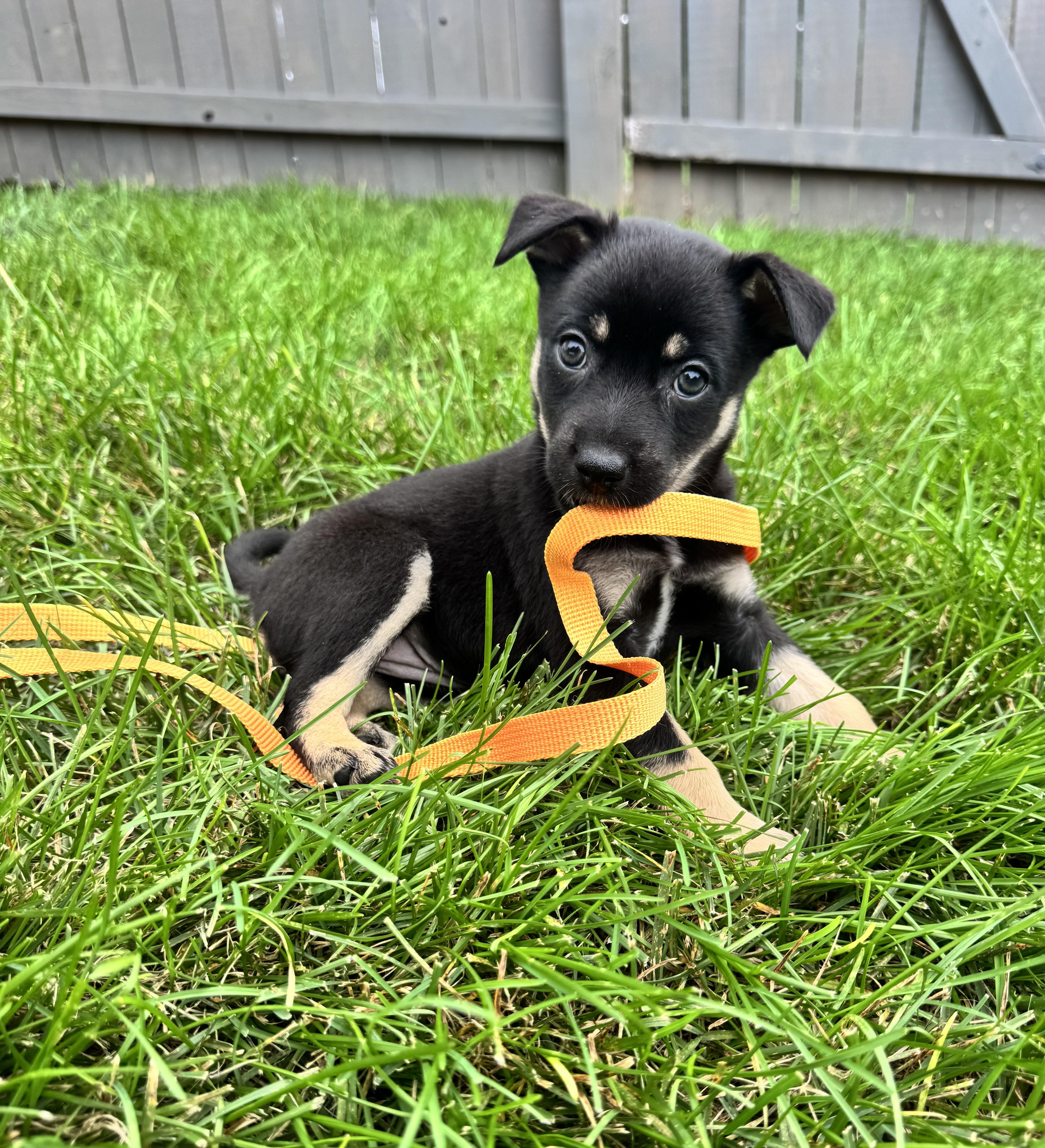 Enlarge Maddison "Maddie", a Adopted mixed breed in Gainesville, VA image 4/6