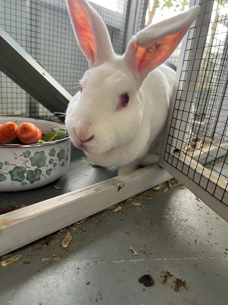 Bunnie, Adoptable, Adult Male Rex.