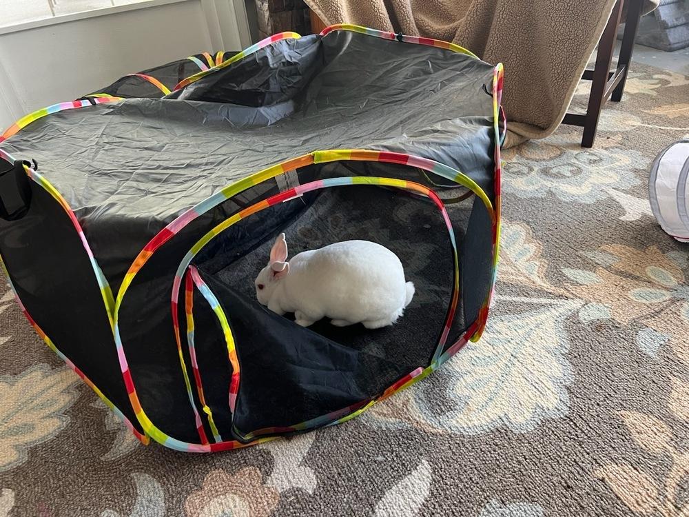 Enlarge Bunnie, a Adoptable Rex in Melbourne, FL image 2/5