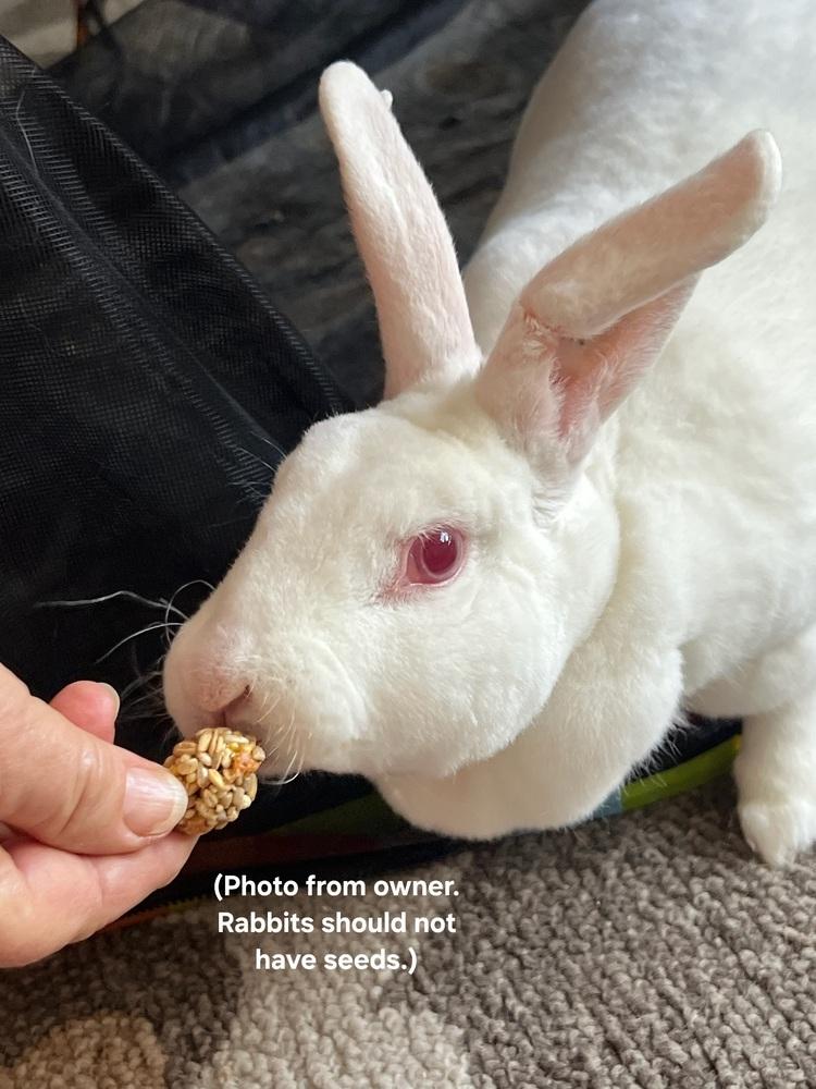 Enlarge Bunnie, a Adoptable Rex in Melbourne, FL image 3/5