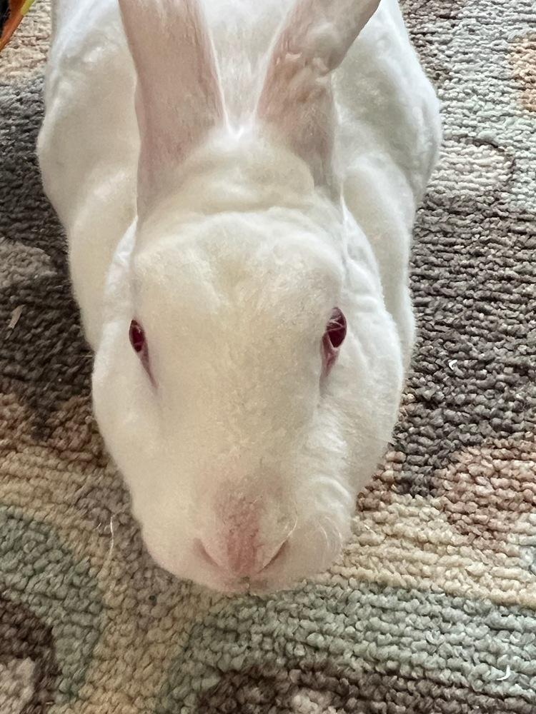 Enlarge Bunnie, a Adoptable Rex in Melbourne, FL image 4/5