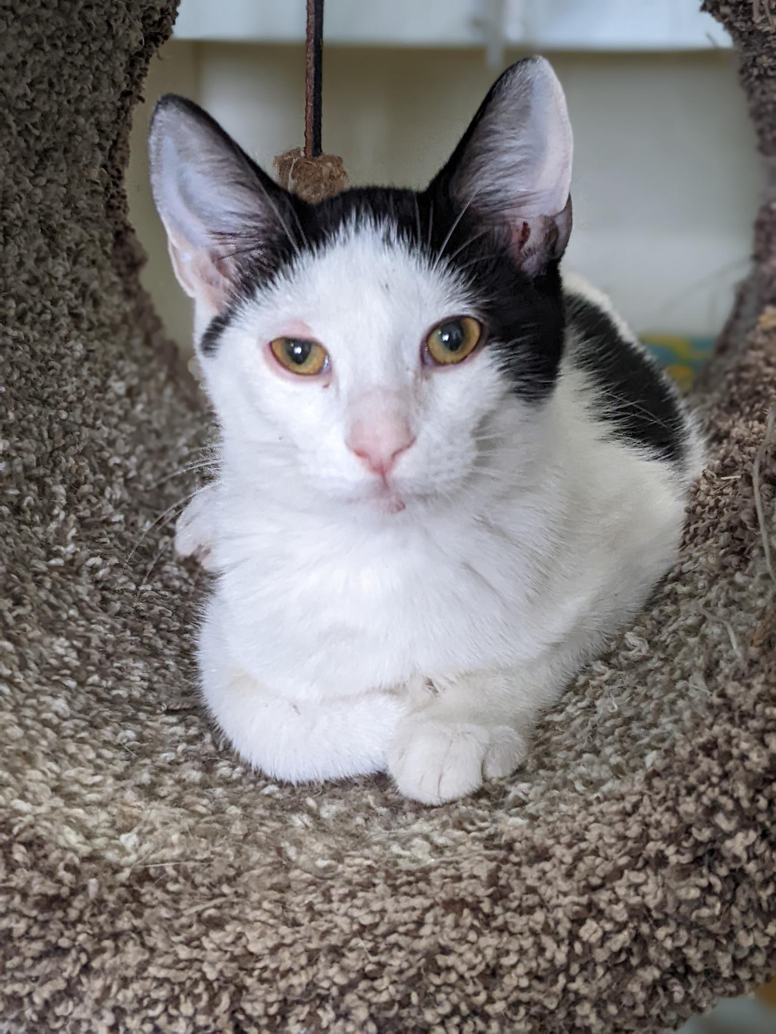 Enlarge Troy, a Adoptable Domestic Short Hair in Tilton, IL image 5/6