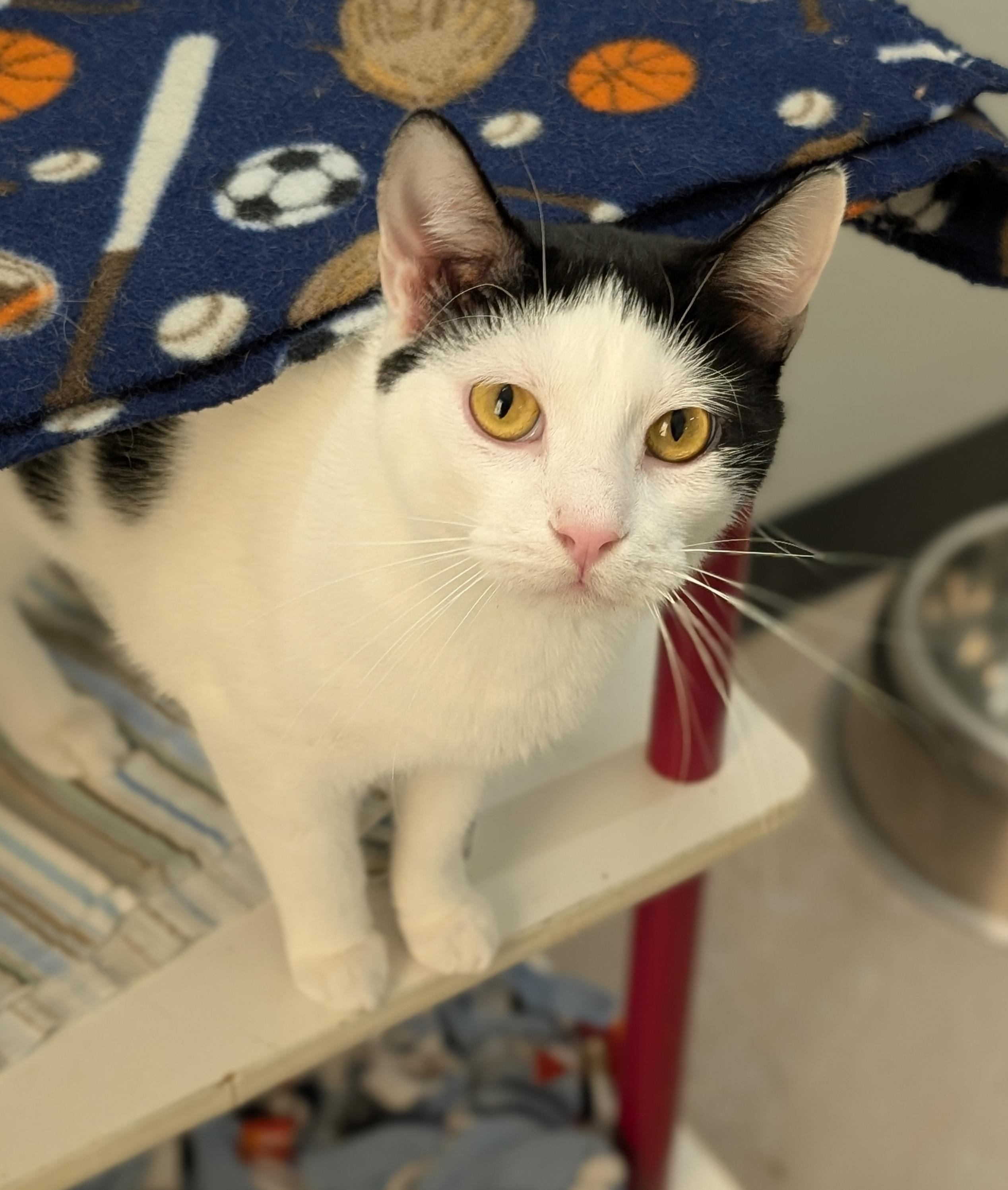 Enlarge Troy, a Adoptable Domestic Short Hair in Tilton, IL image 3/6