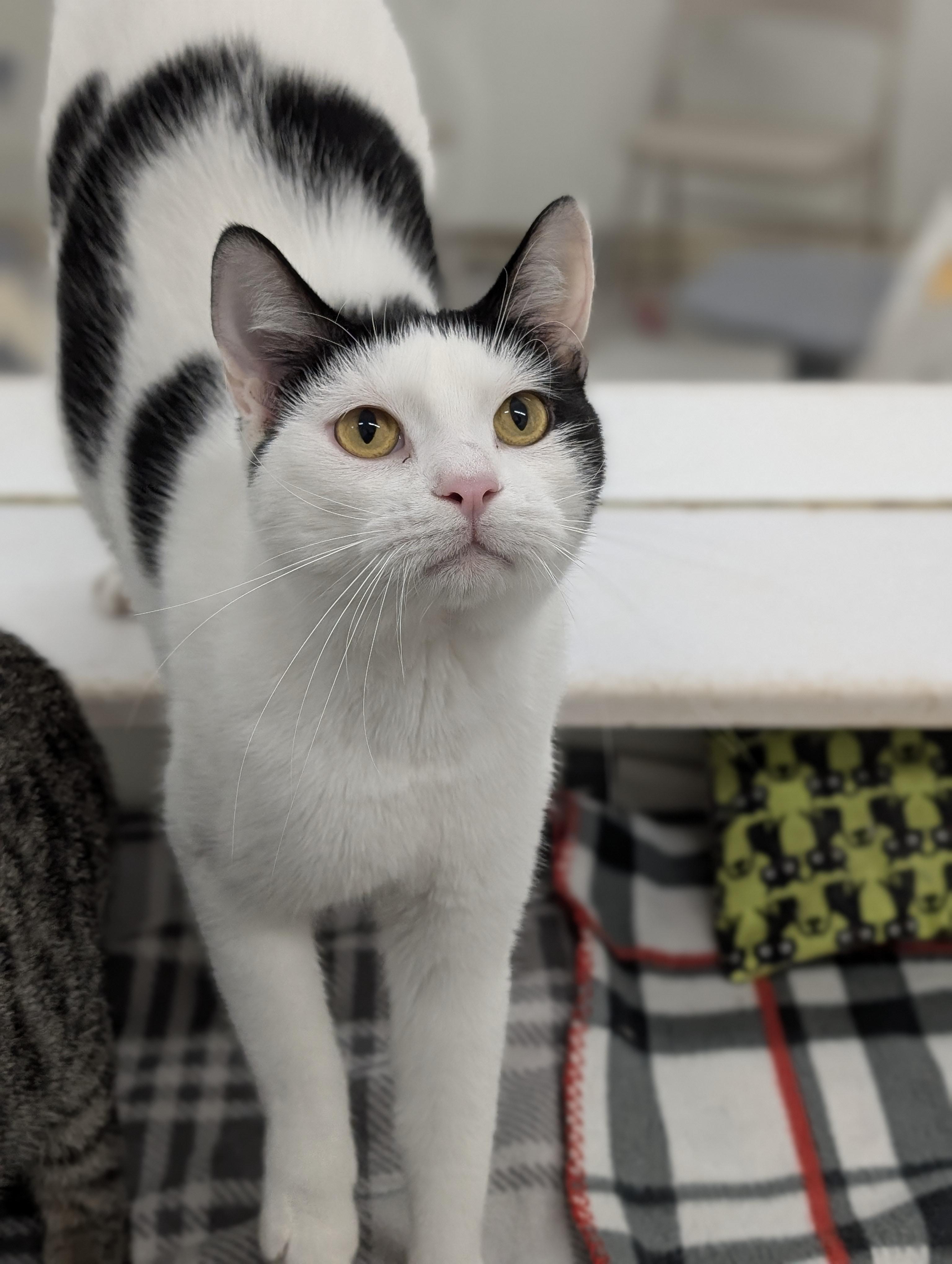 Troy, Adoptable, Adult Male Domestic Short Hair.