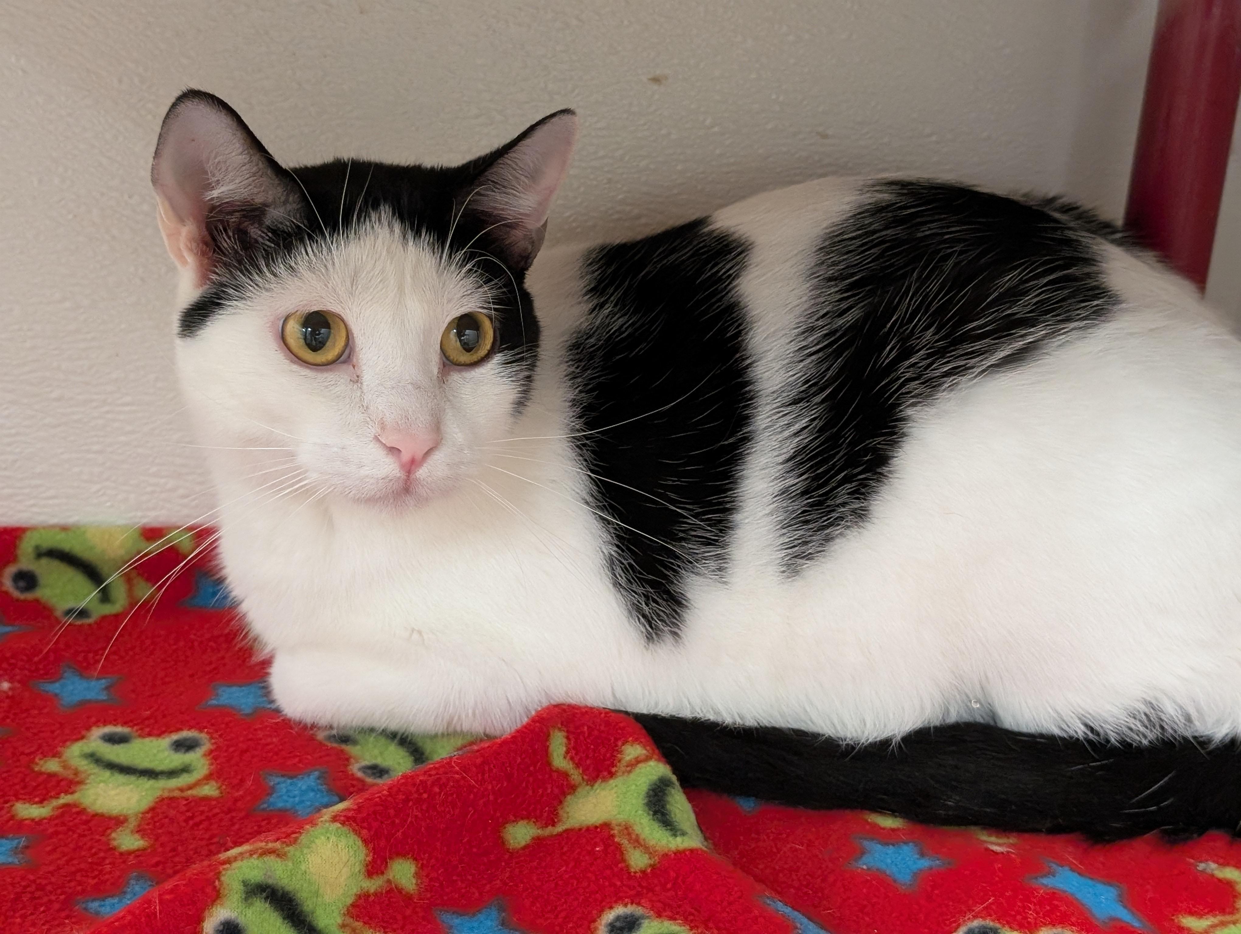 Enlarge Troy, a Adoptable Domestic Short Hair in Tilton, IL image 2/6
