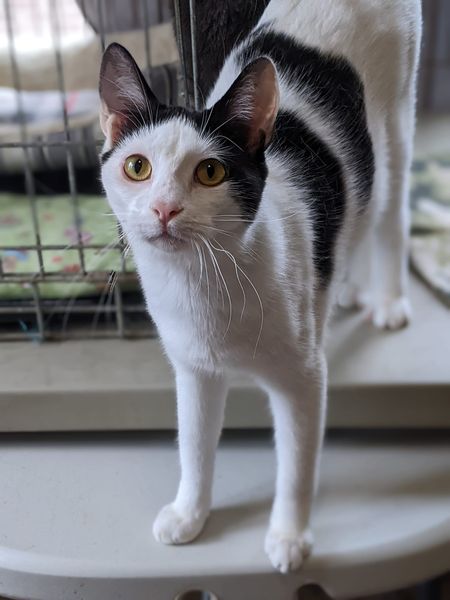 Enlarge Troy, a Adoptable Domestic Short Hair in Tilton, IL image 6/6