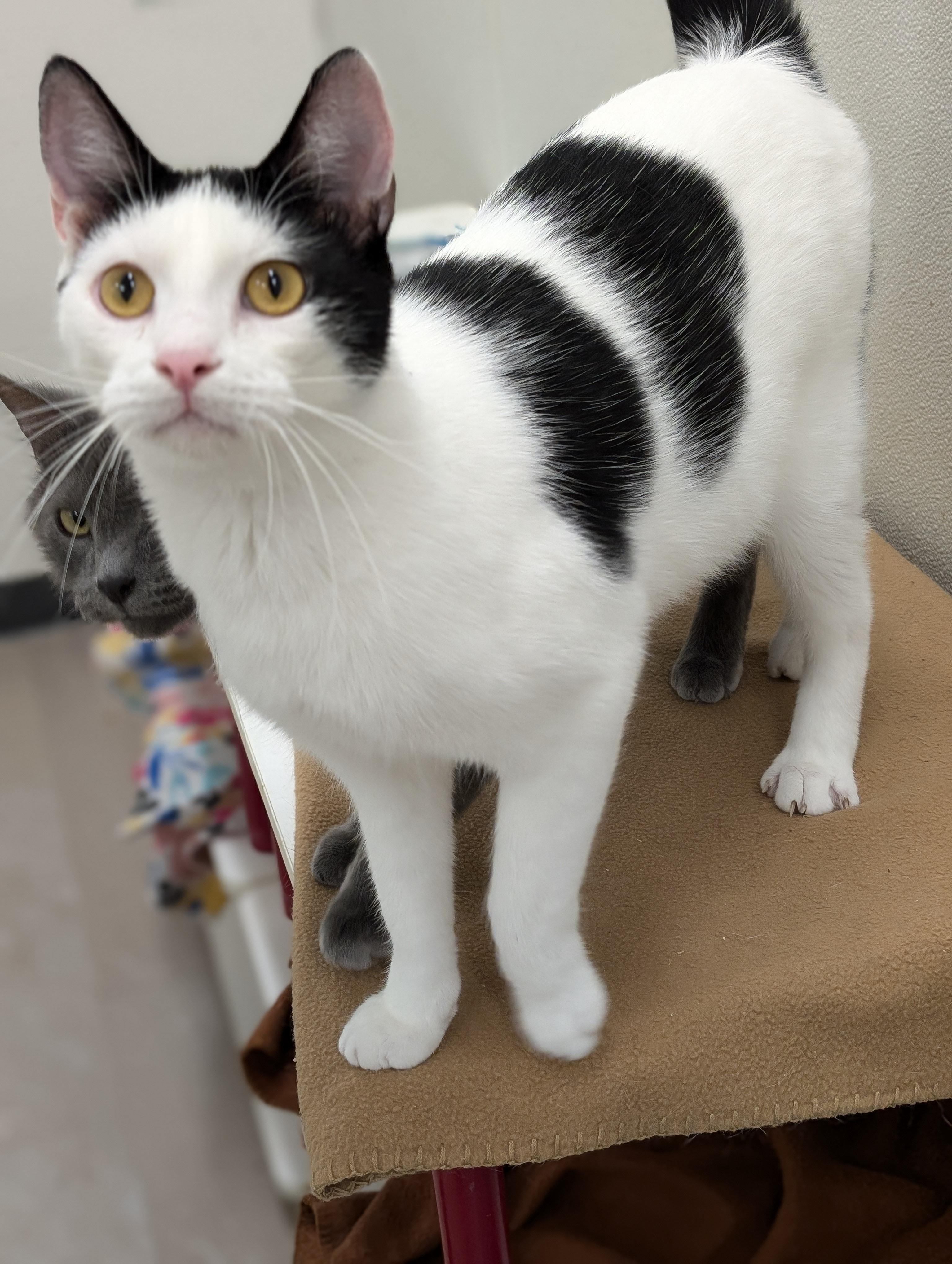 Enlarge Troy, a Adoptable Domestic Short Hair in Tilton, IL image 4/6