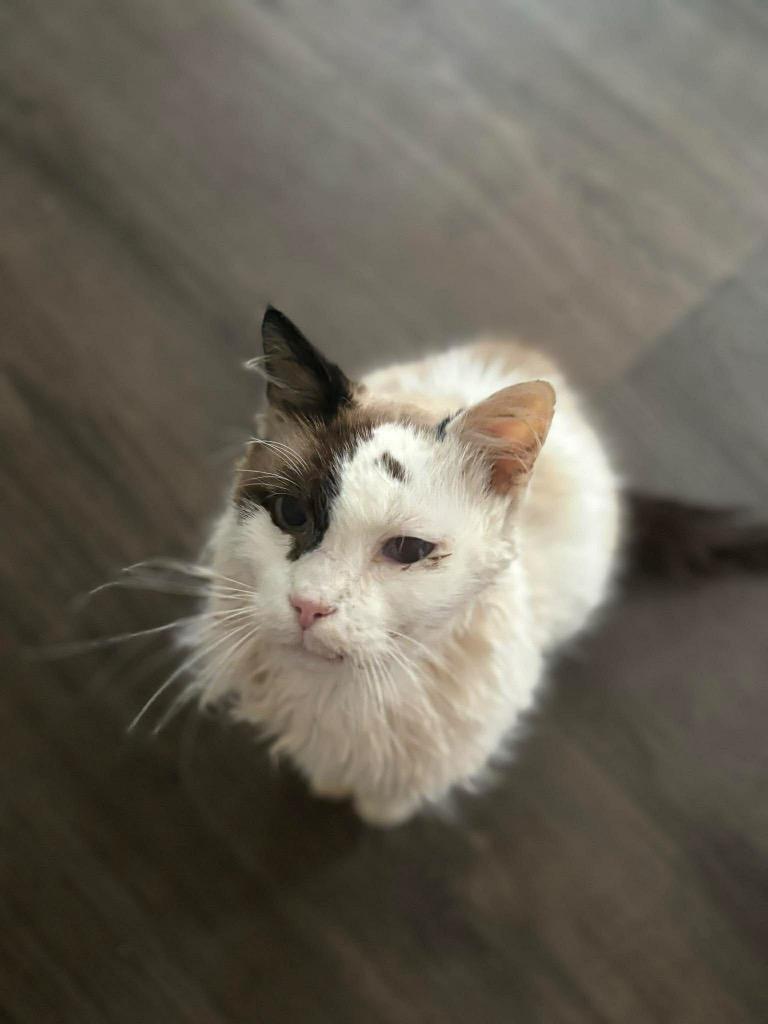 Tobie — thumbnail 2