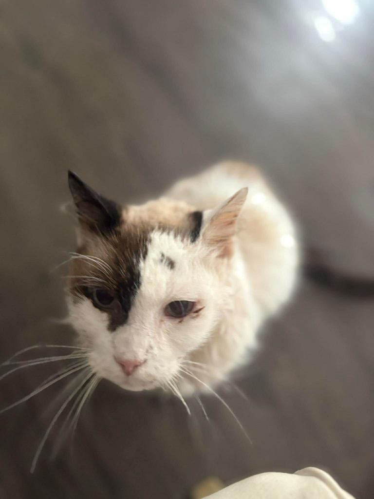 Tobie — thumbnail 3