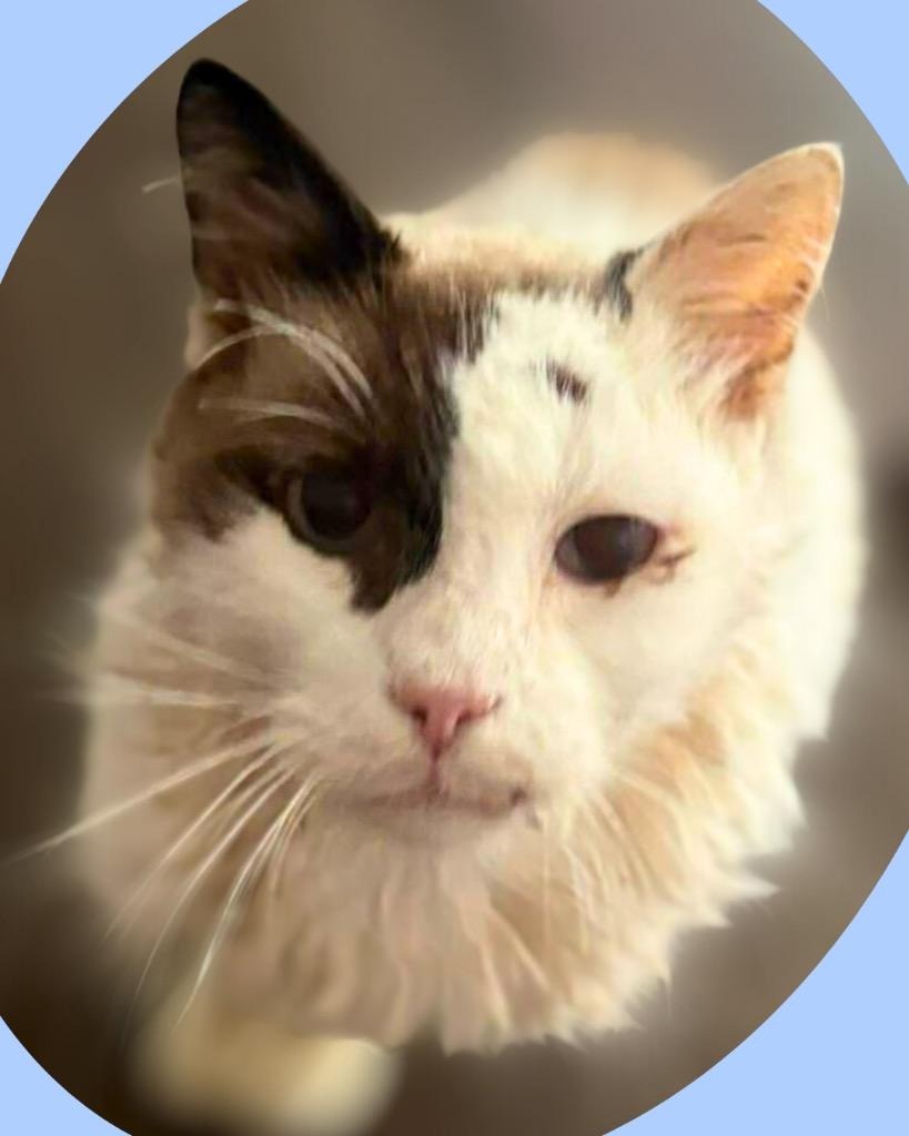 Tobie — thumbnail 4