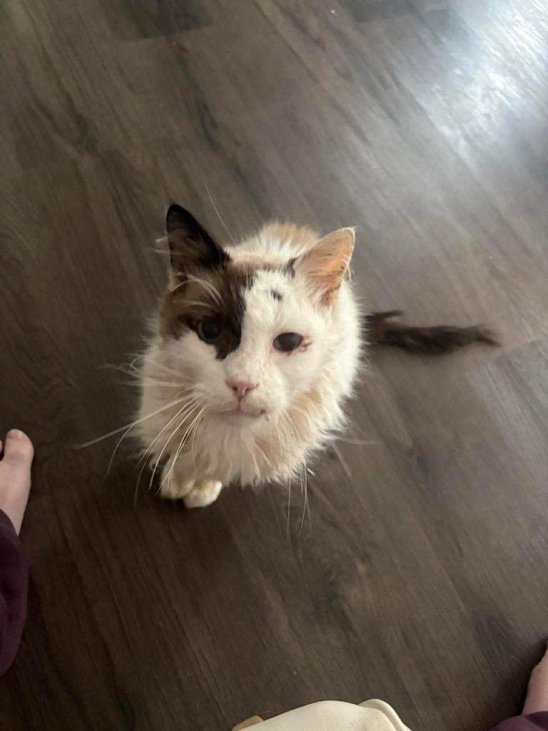 Tobie — thumbnail 5