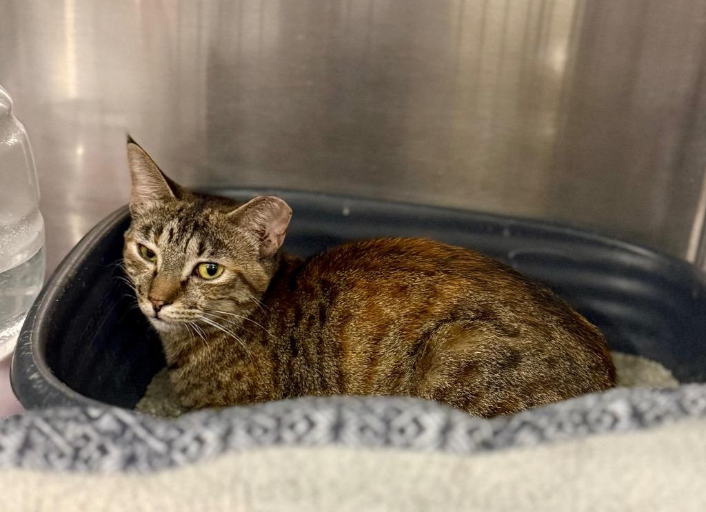 Lorda, Adoptable, Young Female Domestic Short Hair.