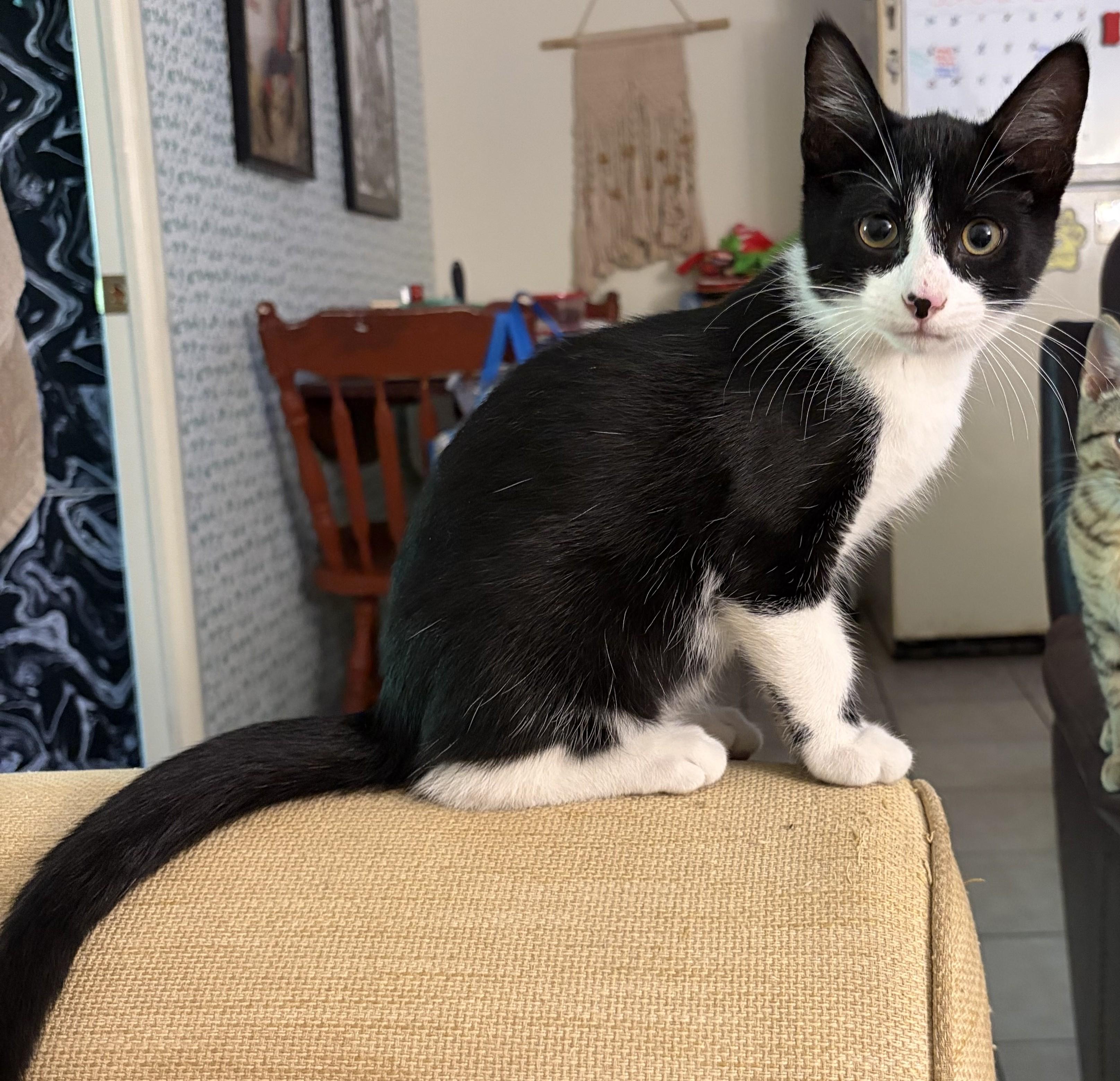 Finnegan, Adoptable, Kitten Male Domestic Short Hair.