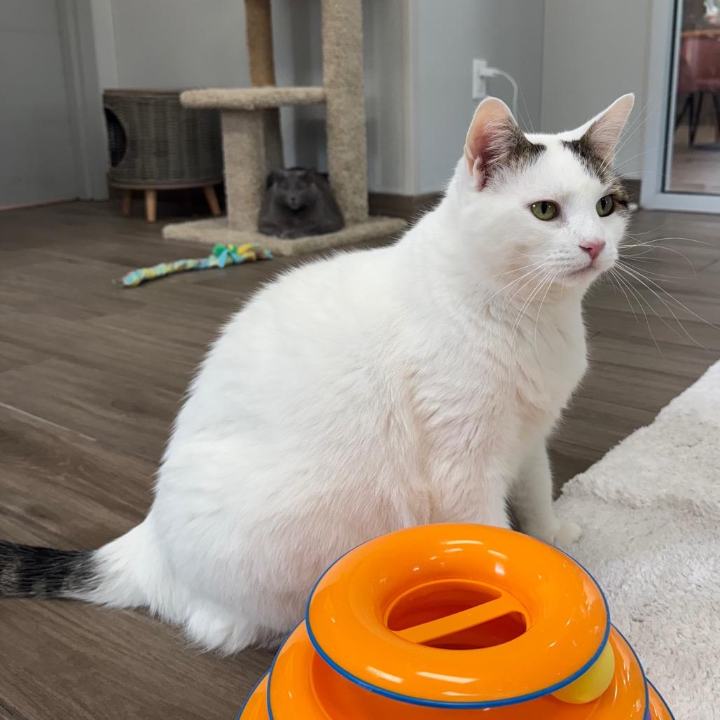 Enlarge Snowy, a Adoptable Domestic Short Hair in Jupiter, FL image 1/4