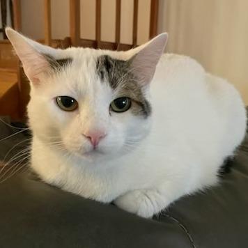 Enlarge Snowy, a Adoptable Domestic Short Hair in Jupiter, FL image 2/6