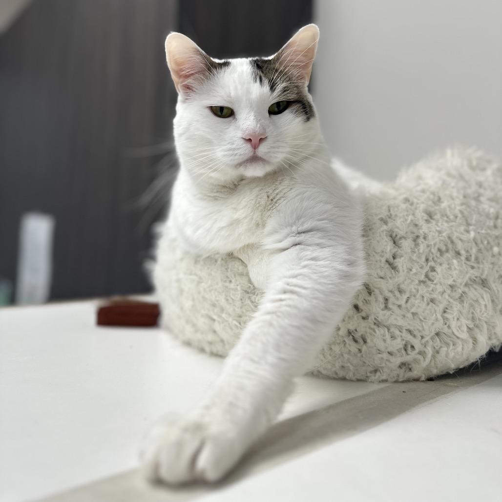 Enlarge Snowy, a Adoptable Domestic Short Hair in Jupiter, FL image 3/6