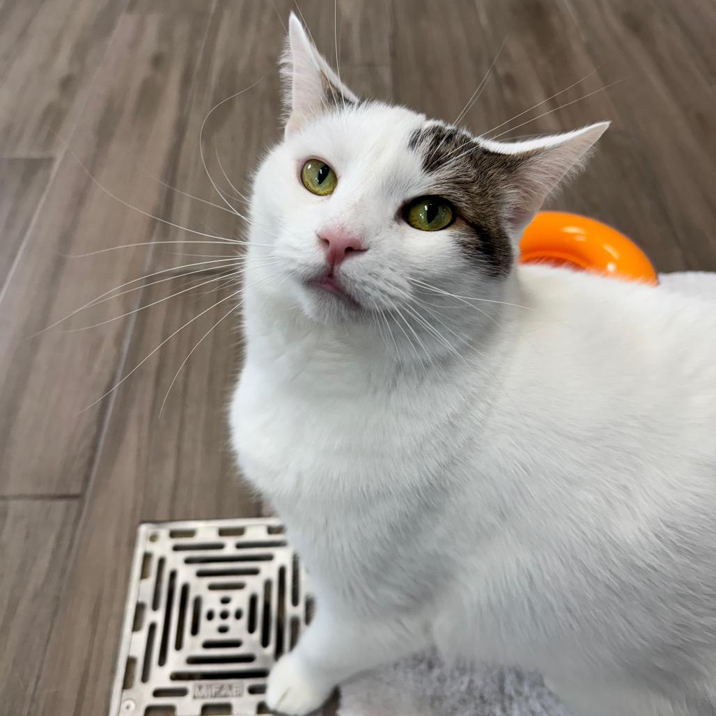 Enlarge Snowy, a Adoptable Domestic Short Hair in Jupiter, FL image 2/4