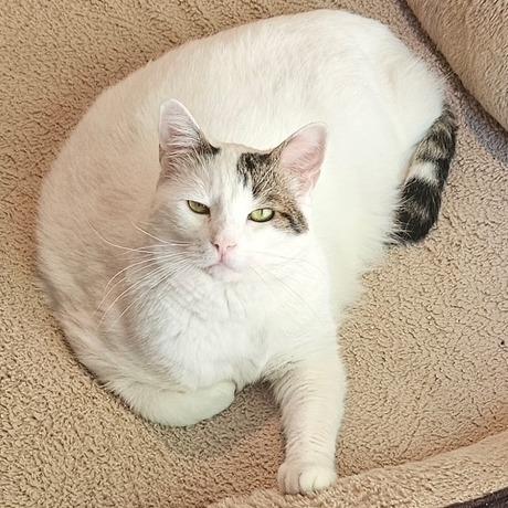 Enlarge Snowy, a Adoptable Domestic Short Hair in Jupiter, FL image 3/4