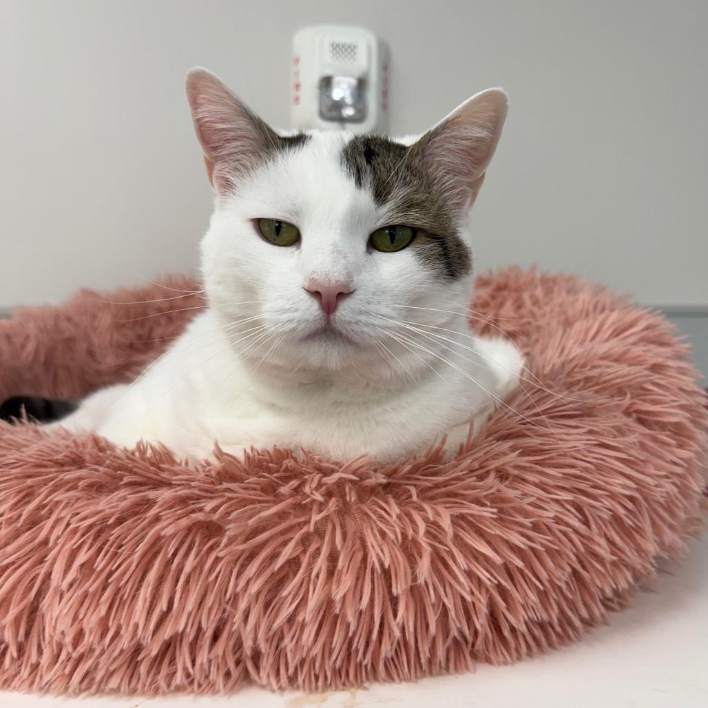 Enlarge Snowy, a Adoptable Domestic Short Hair in Jupiter, FL image 4/5