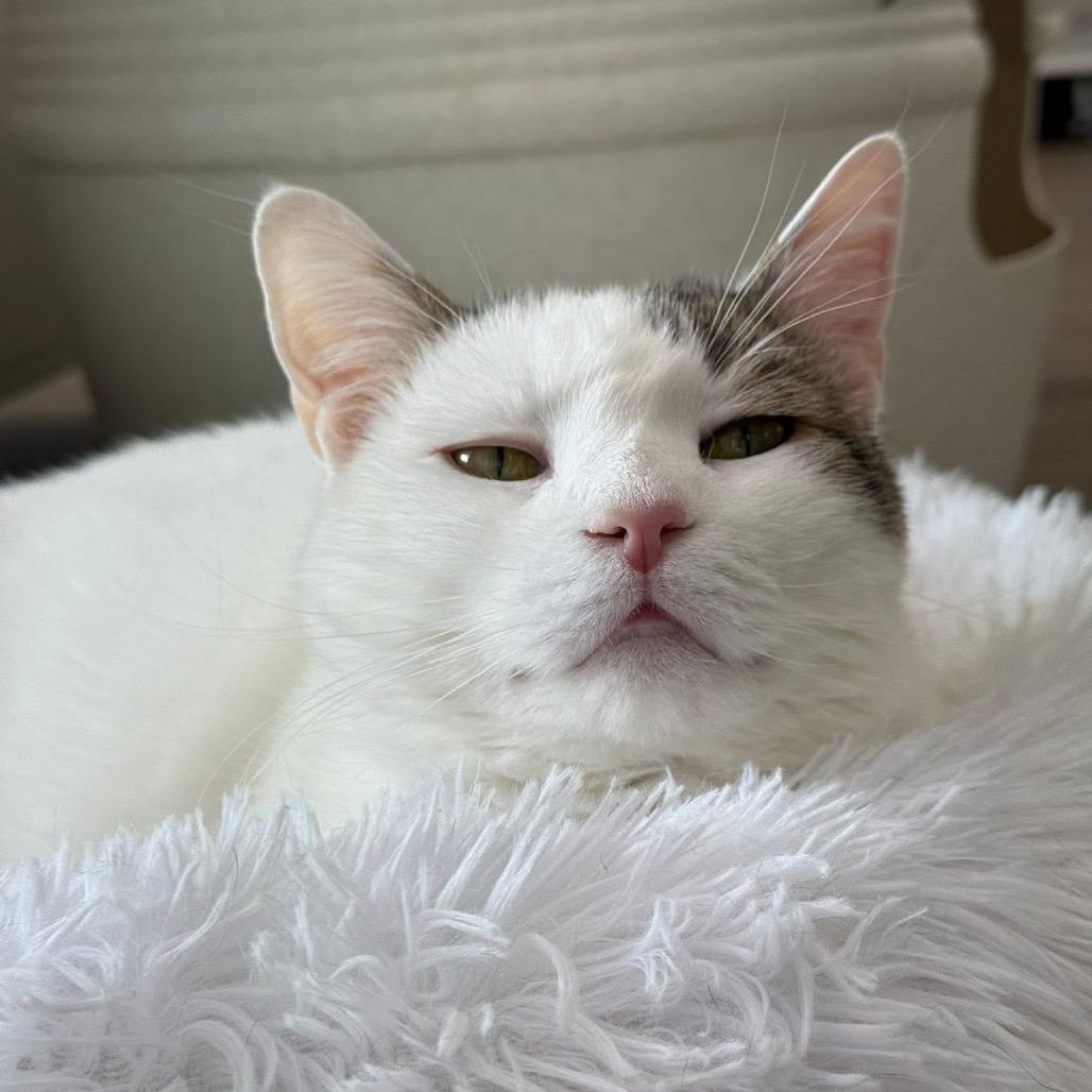 Enlarge Snowy, a Adoptable Domestic Short Hair in Jupiter, FL image 4/4