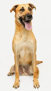 Enlarge Neji, a Adoptable mixed breed in Cincinnati, OH image 1/1