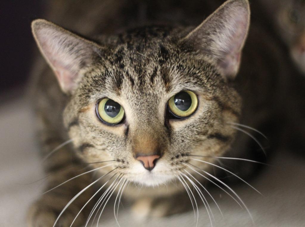 Enlarge Nona & Petunia, a Adopted mixed breed in Rockford, IL image 1/5