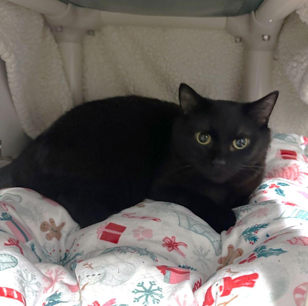 Tuck, Adoptable, Adult Male Domestic Short Hair.