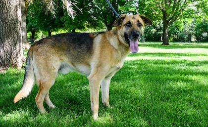 Clancy, Adoptable, Adult Male German Shepherd Dog & Mixed Breed.