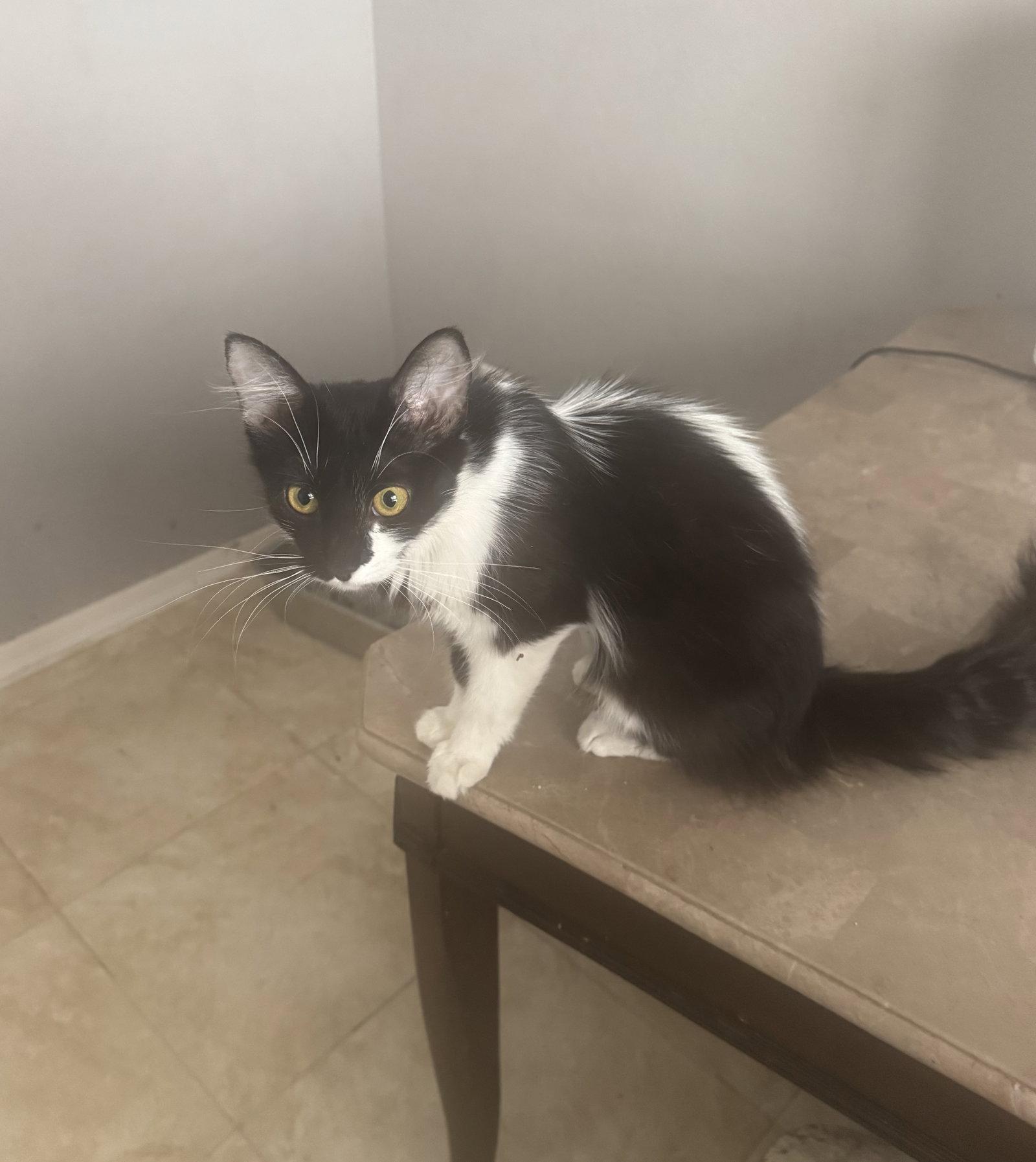 Luna, a Adoptable Tuxedo in Chandler, AZ image 1/2