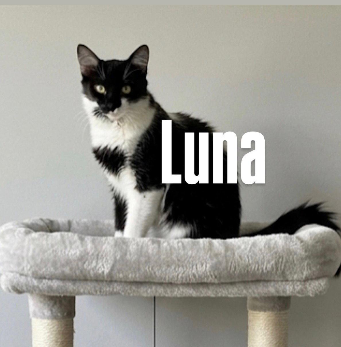 Luna, Adoptable, Adult Female Tuxedo.