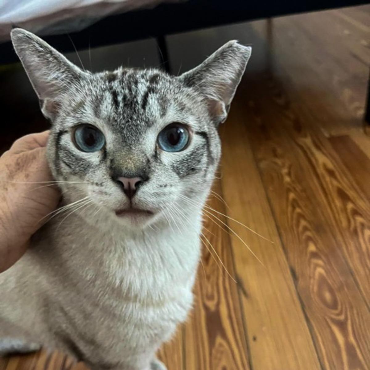 Cannoli, ADOPTABLE, Young Male Siamese.