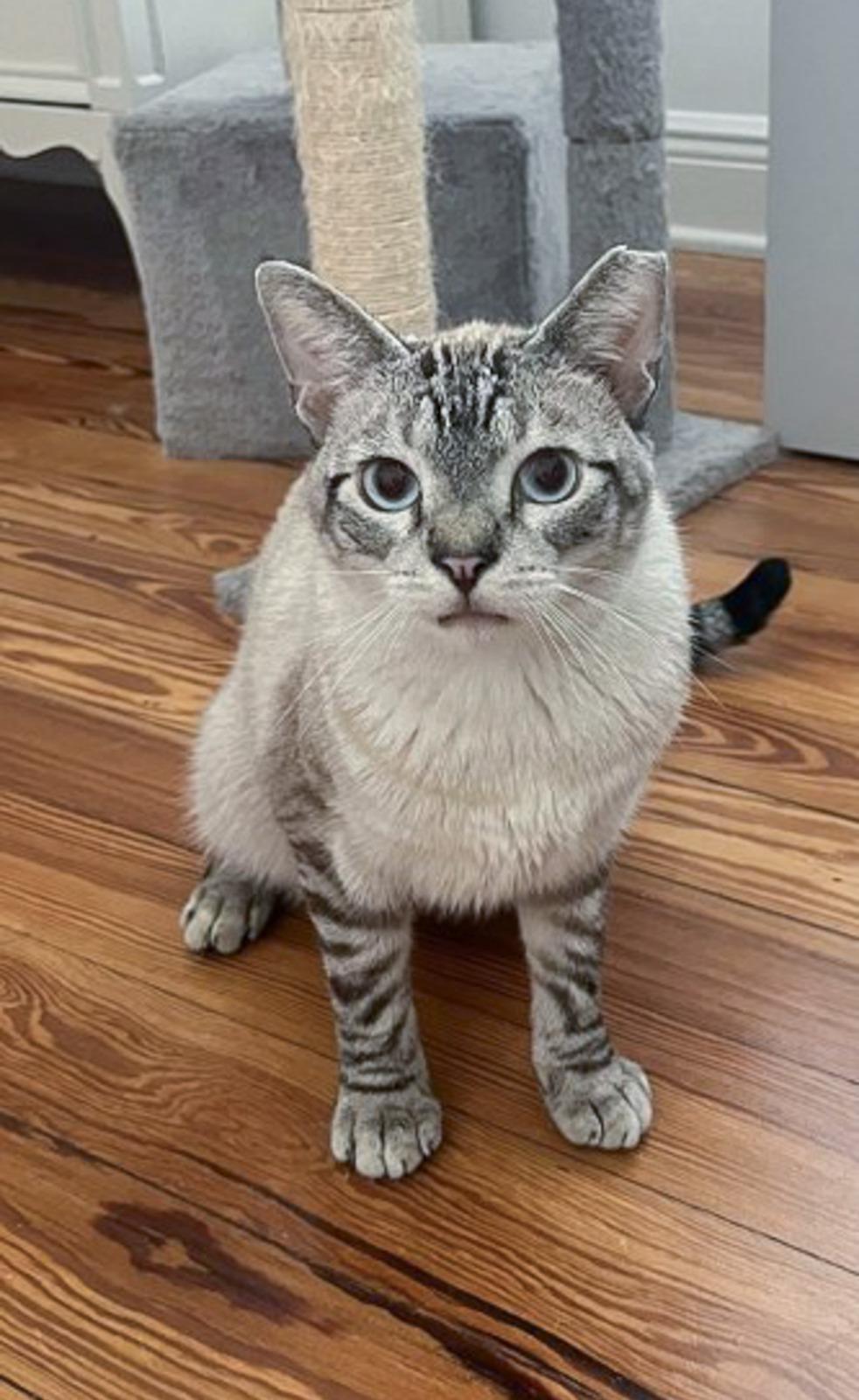 Enlarge Cannoli, a ADOPTABLE Siamese in Miami Beach, FL image 3/6
