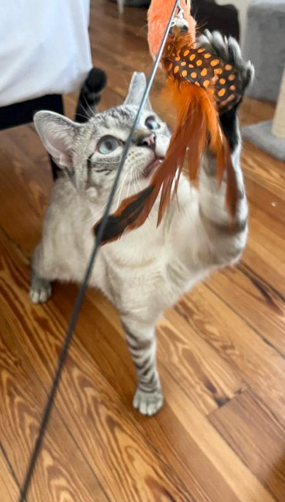 Enlarge Cannoli, a ADOPTABLE Siamese in Miami Beach, FL image 5/6