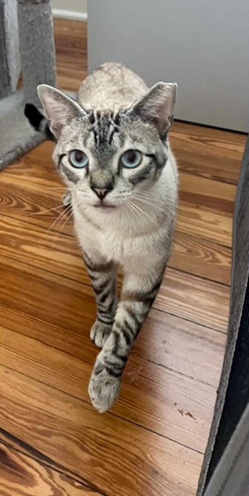 Enlarge Cannoli, a ADOPTABLE Siamese in Miami Beach, FL image 2/6