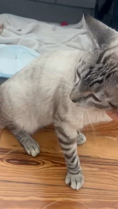 Enlarge Cannoli, a ADOPTABLE Siamese in Miami Beach, FL video 6/6