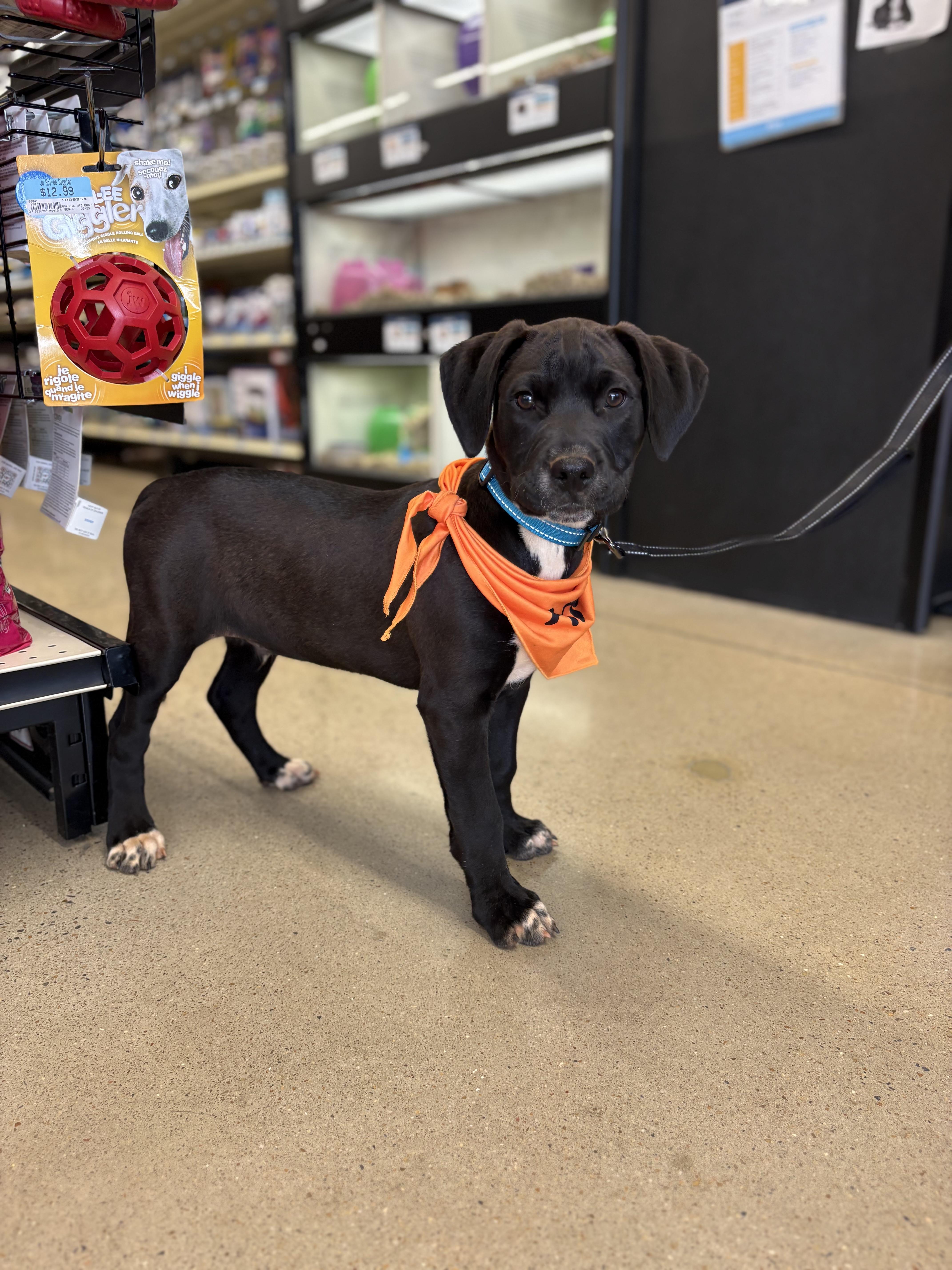 Enlarge Dino, an adopted mixed breed in Johnston, RI image 3/5
