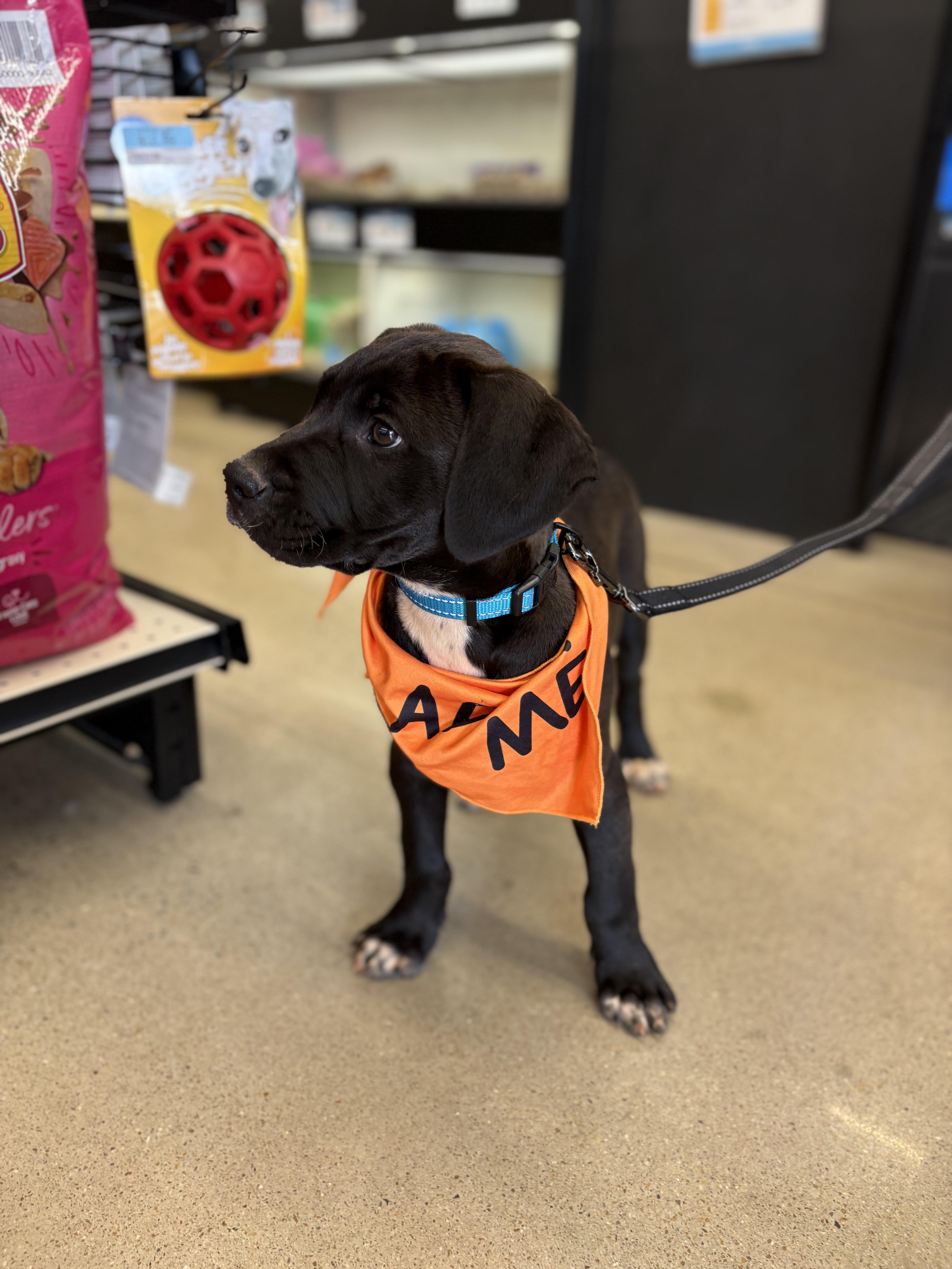 Enlarge Dino, an adopted mixed breed in Johnston, RI image 4/5