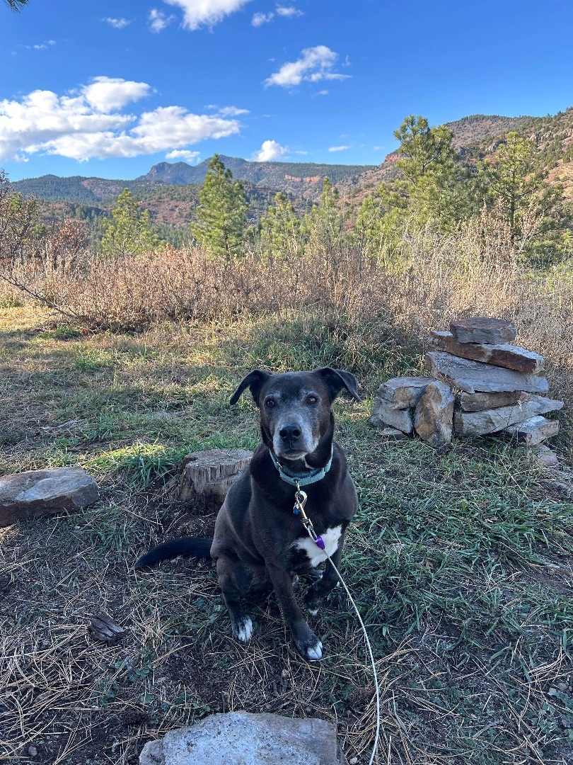 Jax, Adoptable, Senior Male Black Labrador Retriever.