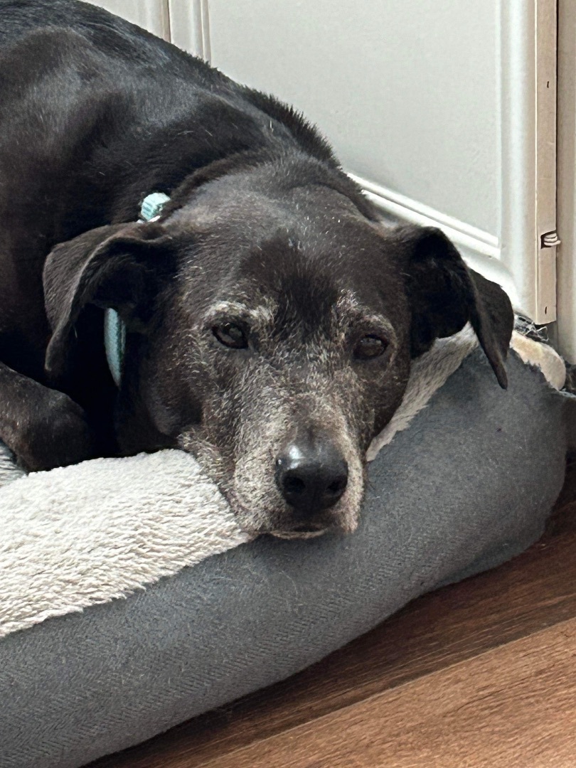 Enlarge Jax, a Adoptable Black Labrador Retriever in Beulah, CO image 2/6