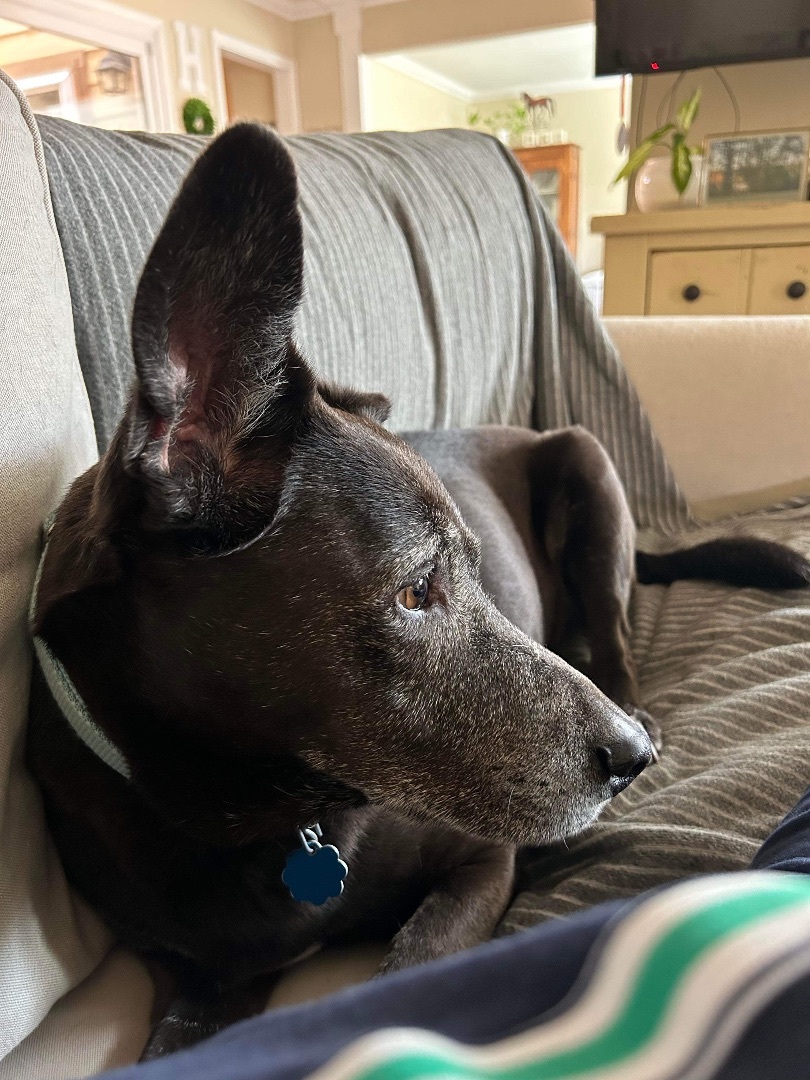 Enlarge Jax, a Adoptable Black Labrador Retriever in Beulah, CO image 3/6