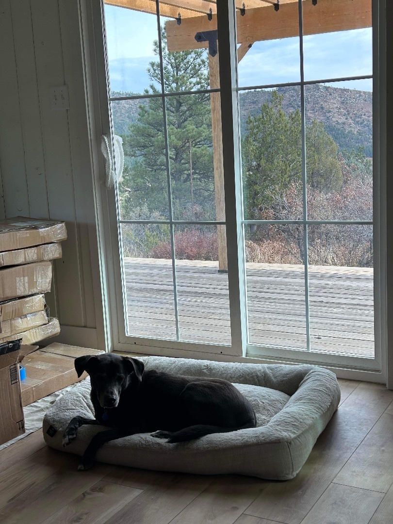 Enlarge Jax, a Adoptable Black Labrador Retriever in Beulah, CO image 4/6