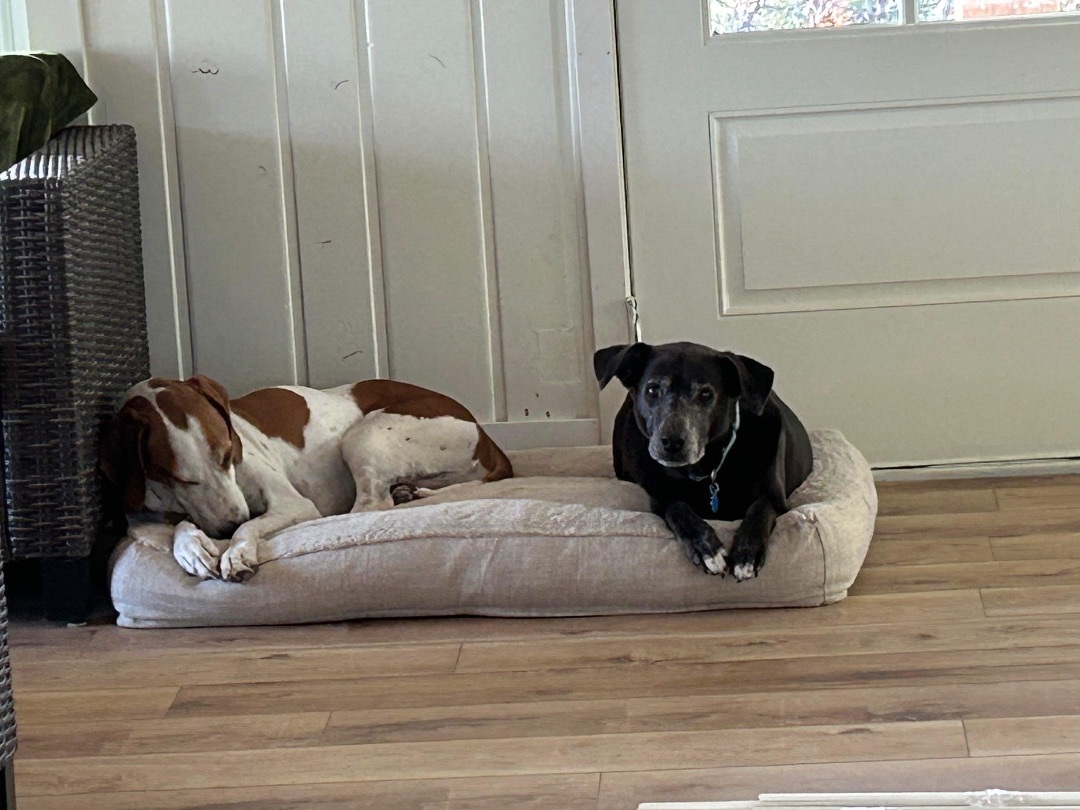 Enlarge Jax, a Adoptable Black Labrador Retriever in Beulah, CO image 5/6