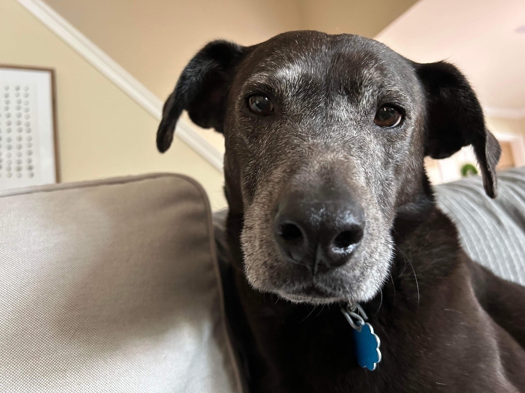 Enlarge Jax, a Adoptable Black Labrador Retriever in Beulah, CO image 6/6