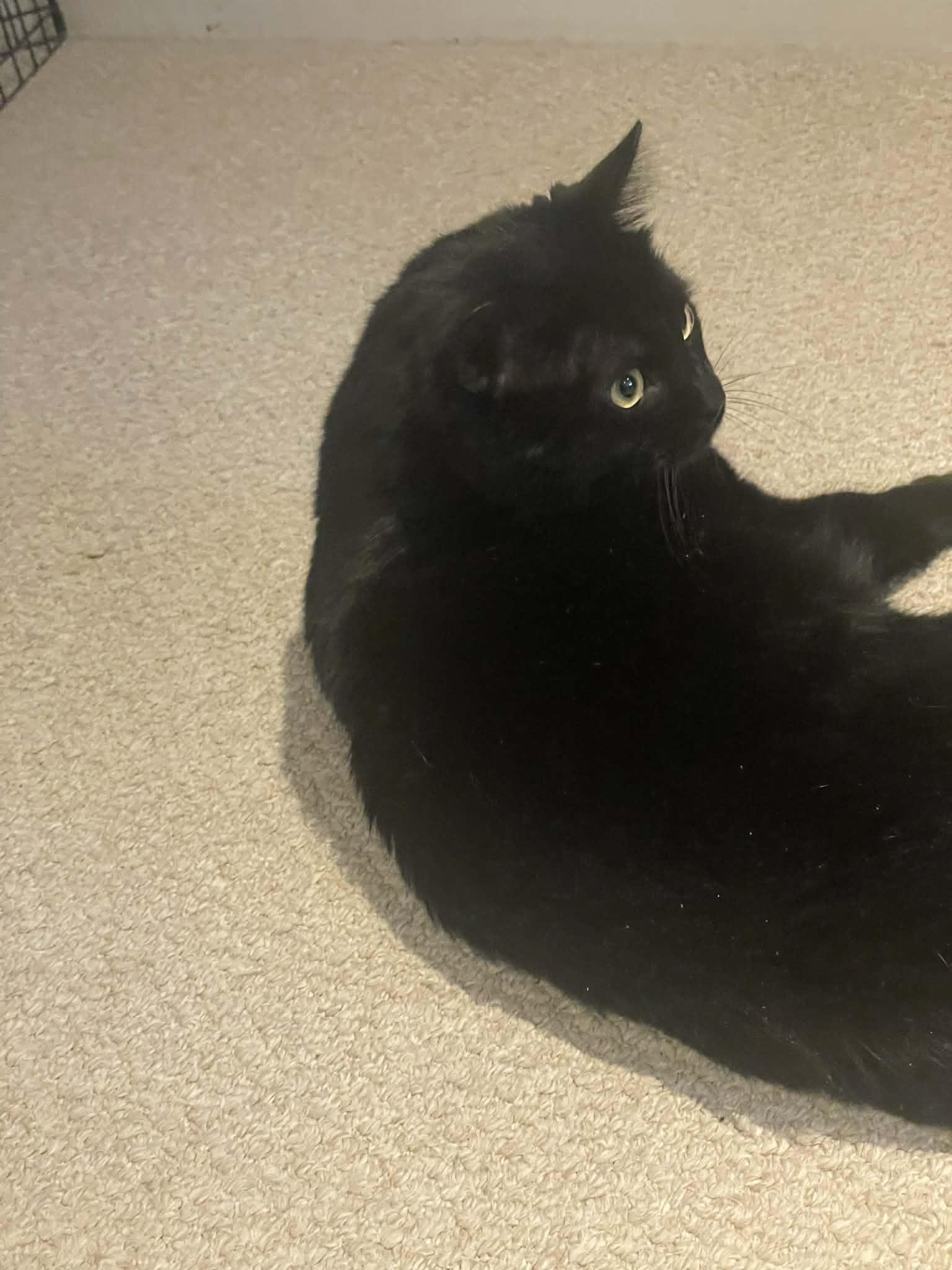 Enlarge Locky, a Adopted Domestic Short Hair in Orleans, ON image 1/3